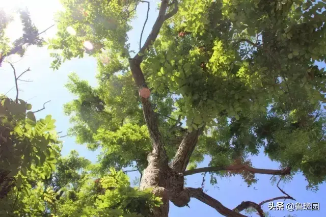 中国十大名贵树苗都有哪些