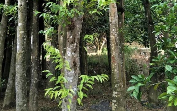 中国十大名贵树苗都有哪些