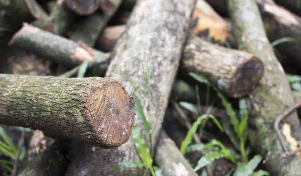 中国十大名贵树苗都有哪些