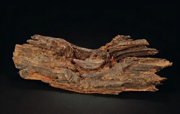 中国十大名贵树苗都有哪些