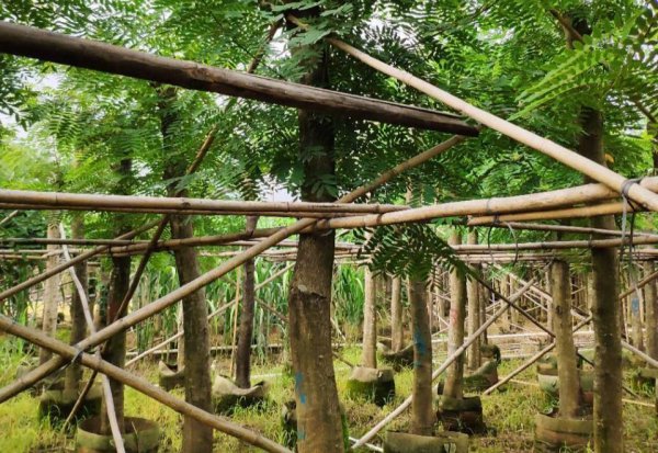 中国十大名贵树苗都有哪些