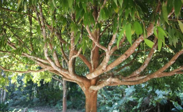 中国十大名贵树苗都有哪些