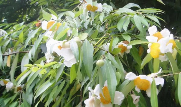 中国十大名贵树苗都有哪些