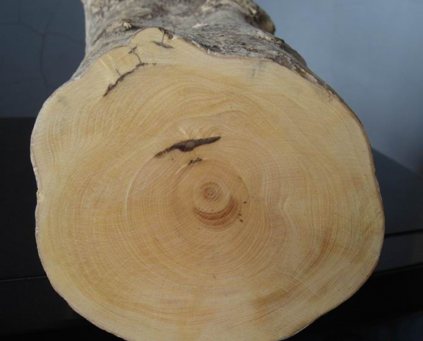 中国十大名贵树苗都有哪些