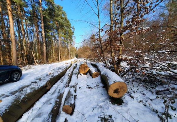 中国十大名贵树苗都有哪些