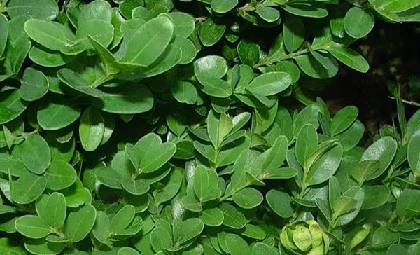 中国十大名贵树苗都有哪些