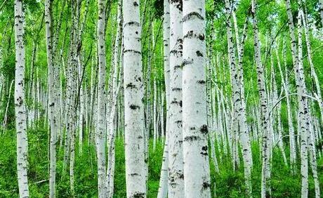 中国十大名贵树苗都有哪些