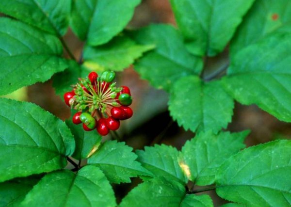 人参的主要产地在哪里