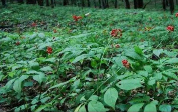 人参的主要产地在哪里