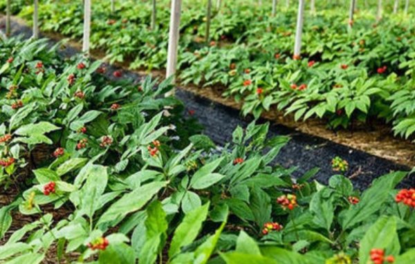 人参的主要产地在哪里