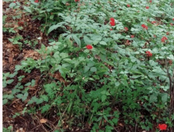 人参的主要产地在哪里