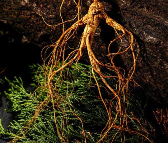 人参的主要产地在哪里