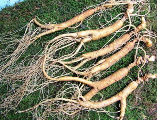 人参的主要产地在哪里