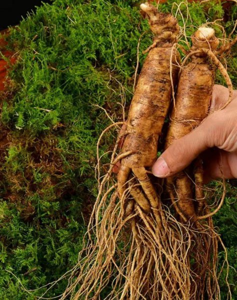 人参的主要产地在哪里