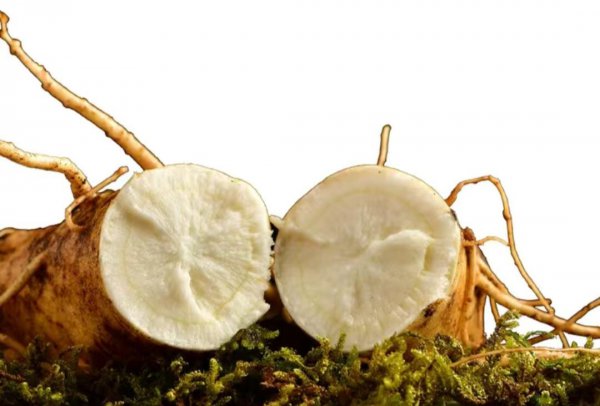 人参的主要产地在哪里