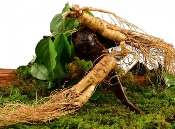 人参的主要产地在哪里