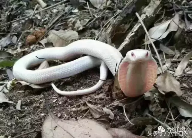 世界上最稀有的蛇