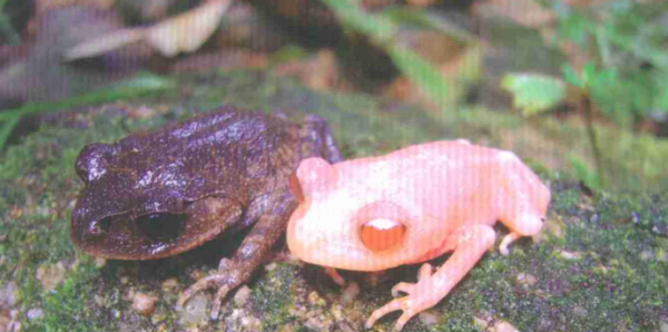 世界上最稀有的蛇