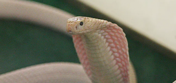 世界上最稀有的蛇
