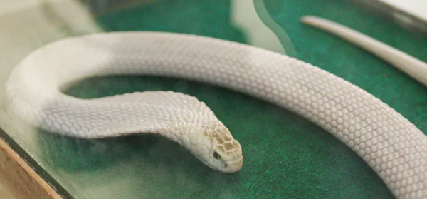 世界上最稀有的蛇