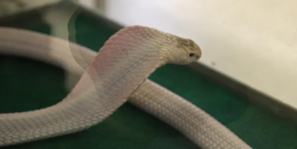 世界上最稀有的蛇