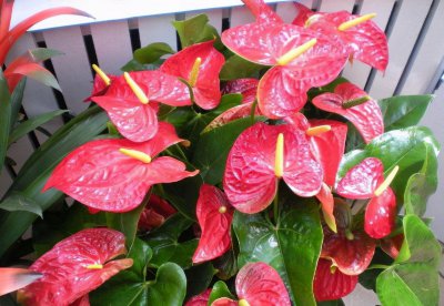 耐阴的室内花卉有哪些 特别耐阴室内养最合适的花