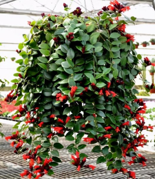 耐阴的室内花卉有哪些