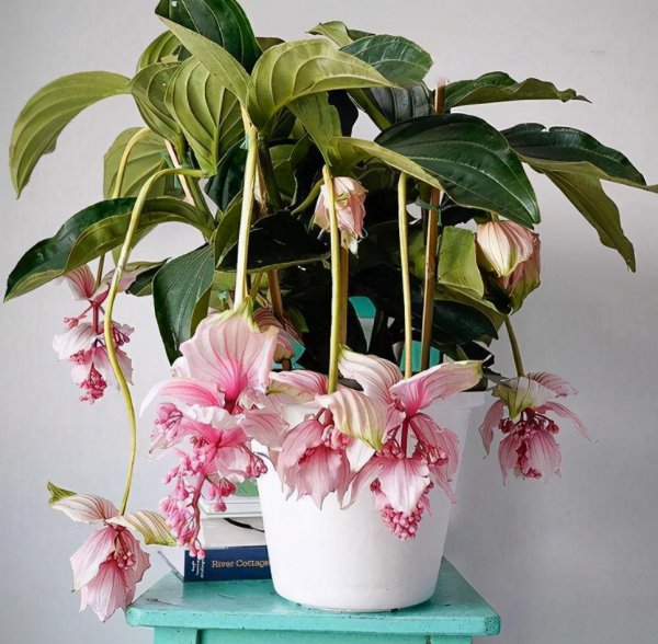 耐阴的室内花卉有哪些