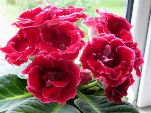 耐阴的室内花卉有哪些