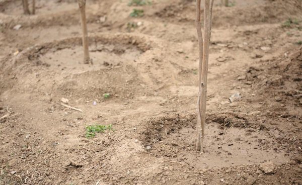 门口种什么植物对家庭好