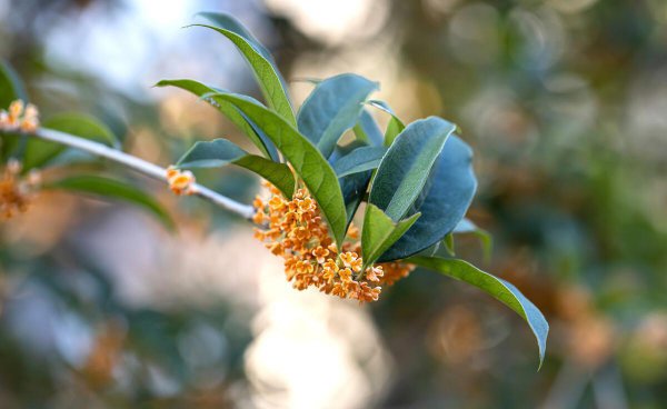 门口种什么植物对家庭好