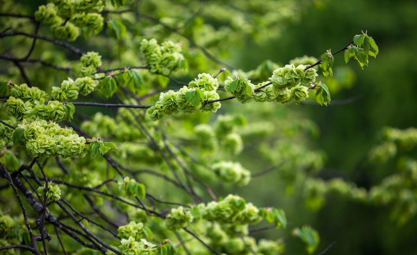 门口种什么植物对家庭好