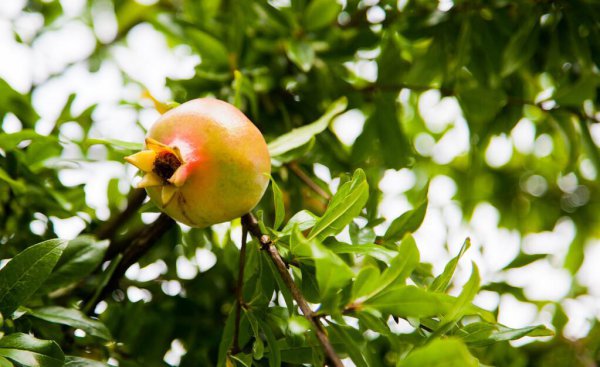 门口种什么植物对家庭好