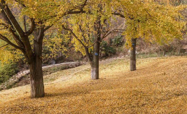 门口种什么植物对家庭好