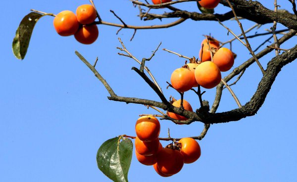 门口种什么植物对家庭好