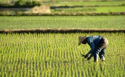 米糠是什么东西 一般怎么使用米糠的营养价值高