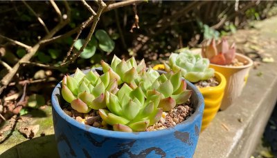 多肉植物能晒太阳吗 什么样的多肉需要少晒太阳