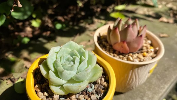 多肉植物能晒太阳吗