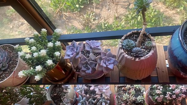 多肉植物能晒太阳吗