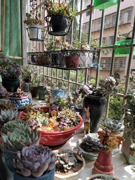 多肉植物能晒太阳吗