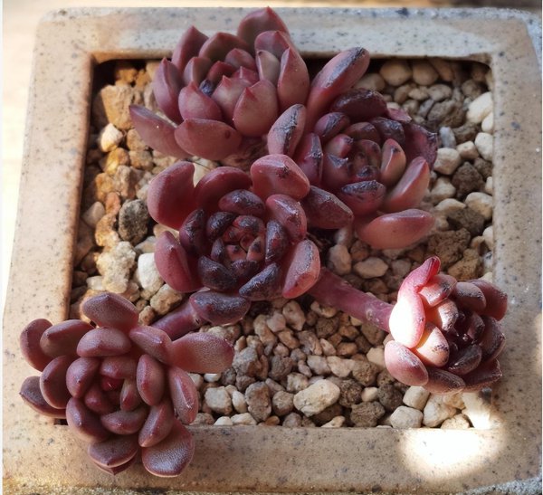 多肉植物能晒太阳吗