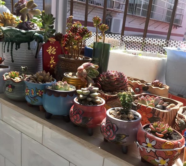 多肉植物能晒太阳吗