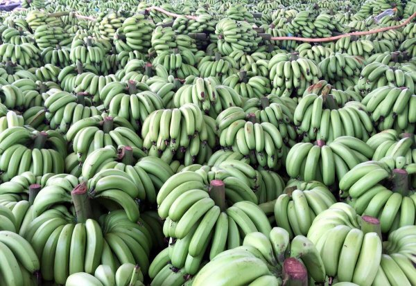 雷州是哪个省的城市