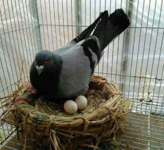 鸽子几天下一个蛋 鸽子下蛋时间长短受什么因素影响