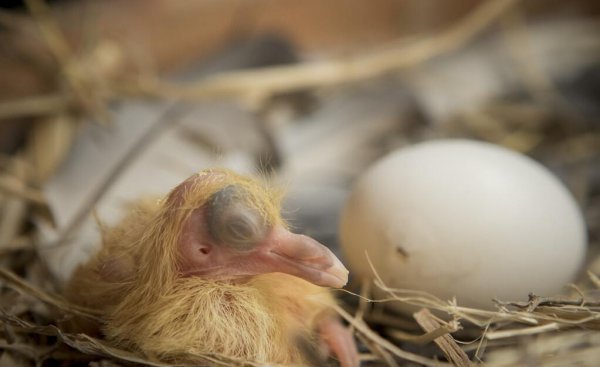 鸽子几天下一个蛋