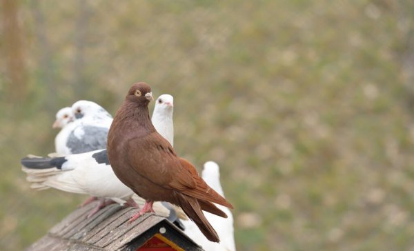 鸽子几天下一个蛋
