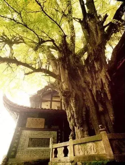 四川青城山在哪里