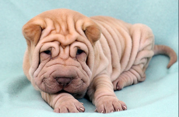 沙皮狗和八哥犬的区别图片