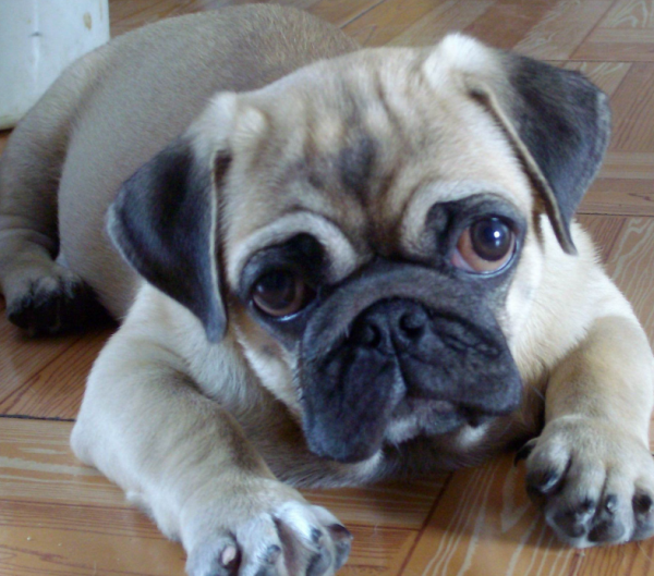 沙皮狗和八哥犬的区别图片