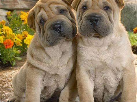 沙皮狗和八哥犬的区别图片